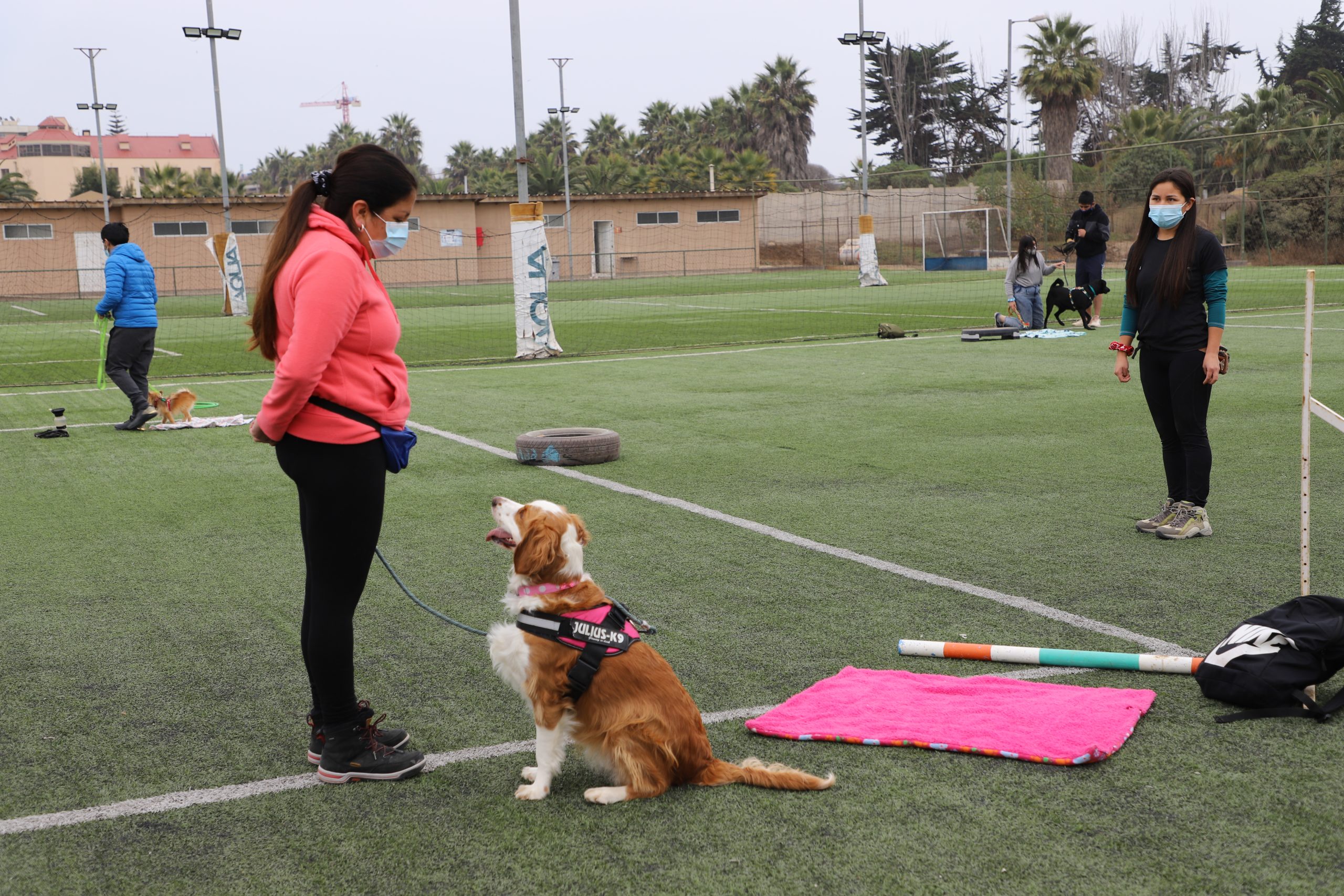 hay dinero en el entrenamiento de perros